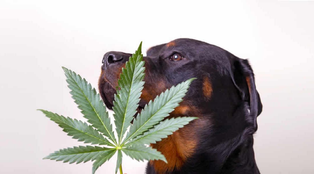 Cannabis Pet